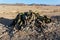 Welwitschia mirabilis, Amazing desert plant, living fossil