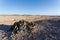 Welwitschia mirabilis, Amazing desert plant, living fossil