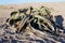 Welwitschia mirabilis, Amazing desert plant, living fossil