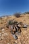 Welwitschia mirabilis, Amazing desert plant, living fossil