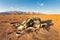 Welwitschia mirabilis desert plant, Namibia