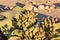 Welwitschia mirabilis desert plant, Namibia