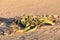 Welwitschia mirabilis desert plant, Namibia