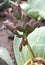 Welwitschia mirabilis female cones