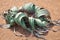 Welwitschia mirabilis flower on yellow sand of Namib desert background top view close up, Southern Africa