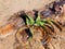 Welwitschia Mirabilis in Namib Desert