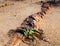 Welwitschia Mirabilis in Namib Desert