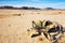 Welwitschia Mirabilis in Namib Desert