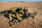 Welwitschia, Namib desert