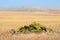 Welwitschia, Namib desert