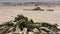 Welwitschia plants in Namibia