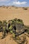 WELWITSCHIA welwitschia mirabilis, NAMIB DESERT IN NAMIBIA