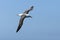 Wenkbrauwalbatros, Black-browed Albatross, Thalassarche melanophris