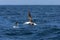 Wenkbrauwalbatros, Black-browed Albatross, Thalassarche melanophris