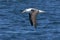 Wenkbrauwalbatros, Black-browed Albatross, Thalassarche melanophris