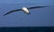 Wenkbrauwalbatros; Black-browed Albatross; Thalassarche melanophrys
