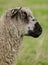 Wensleydale sheep profile
