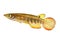 Werner Killifish Aquarium Fish Aplocheilus werneri