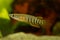 Werner Killifish Aquarium Fish Killi Fish Aplocheilus werneri