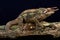 Werner\'s three horned chameleon (Trioceros werneri)