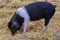 The Wessex Saddleback Pig