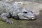 West African Dwarf Crocodile