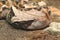 West african gaboon viper