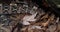 West African Gaboon viper, bitis gabonica rhinoceros, Head of Adult, Slow motion