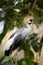 West african grey crowned crane