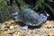 West African mud turtle