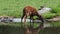 West African Sitatunga