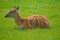 West African Sitatunga at Chester Zoo UK