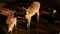 West African Sitatunga in a river - Tragelaphus spekii