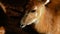 West African Sitatunga - Tragelaphus spekii