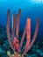 West Atlantic trumpetfish, Aulostomus maculatus. Bonaire, Caribbean Netherlands. Diving holiday