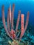 West Atlantic trumpetfish, Aulostomus maculatus. Bonaire, Caribbean Netherlands. Diving holiday