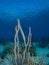 West Atlantic trumpetfish, Aulostomus maculatus. Caribbean Diving holiday