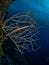 West Atlantic trumpetfish, Aulostomus maculatus. Caribbean Diving holiday