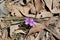 West Australian Native Wildflower