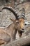 West Caucasian tur (Capra caucasica), also known as the West Caucasian ibex.