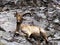 West Caucasian tur, Capra caucasica, with large horns, resting on a rock