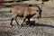 West Caucasian tur in zoological garden in Bojnice