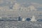 west coast of the Antarctic Peninsula in the winter ice and icebergs downtrodden