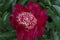 West Elkton japanese type dark red  flower peony lactiflora in summer garden, close-up