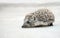 West European common hedgehog on a neutral background
