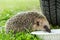 West European hedgehog