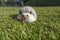 West european hedgehog Erinaceus europaeus on a green meadow