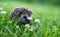 West european hedgehog on a green meadow