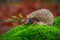 West European Hedgehog in green moss with little spruce tree, orange background during autumn, Germany