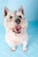 West Highland Terrier